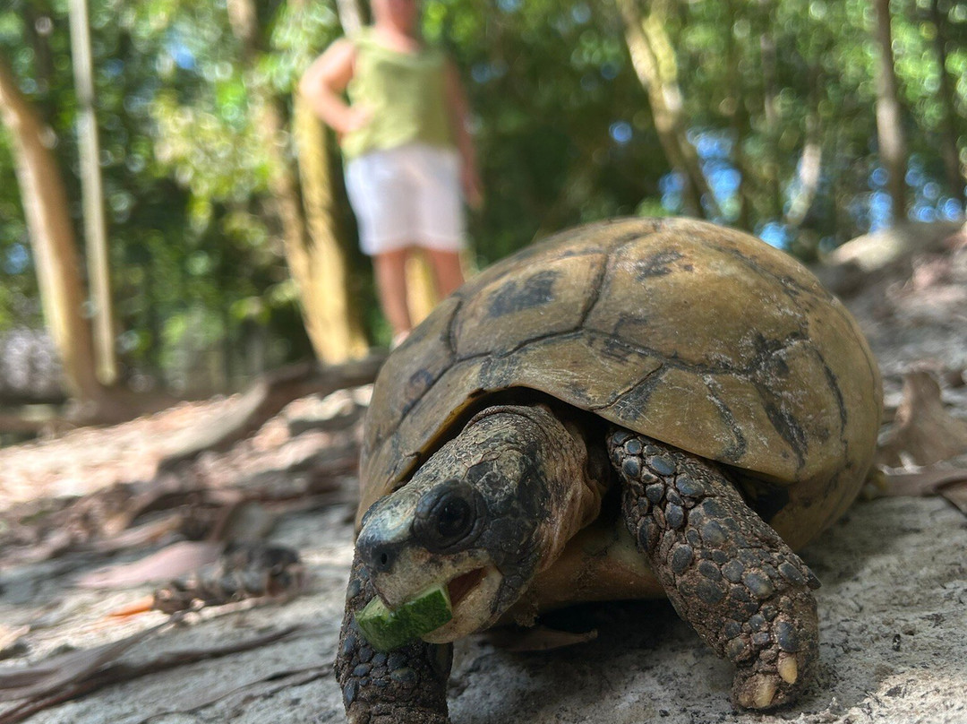 猎豹动物园-桑给巴尔岛必去景点