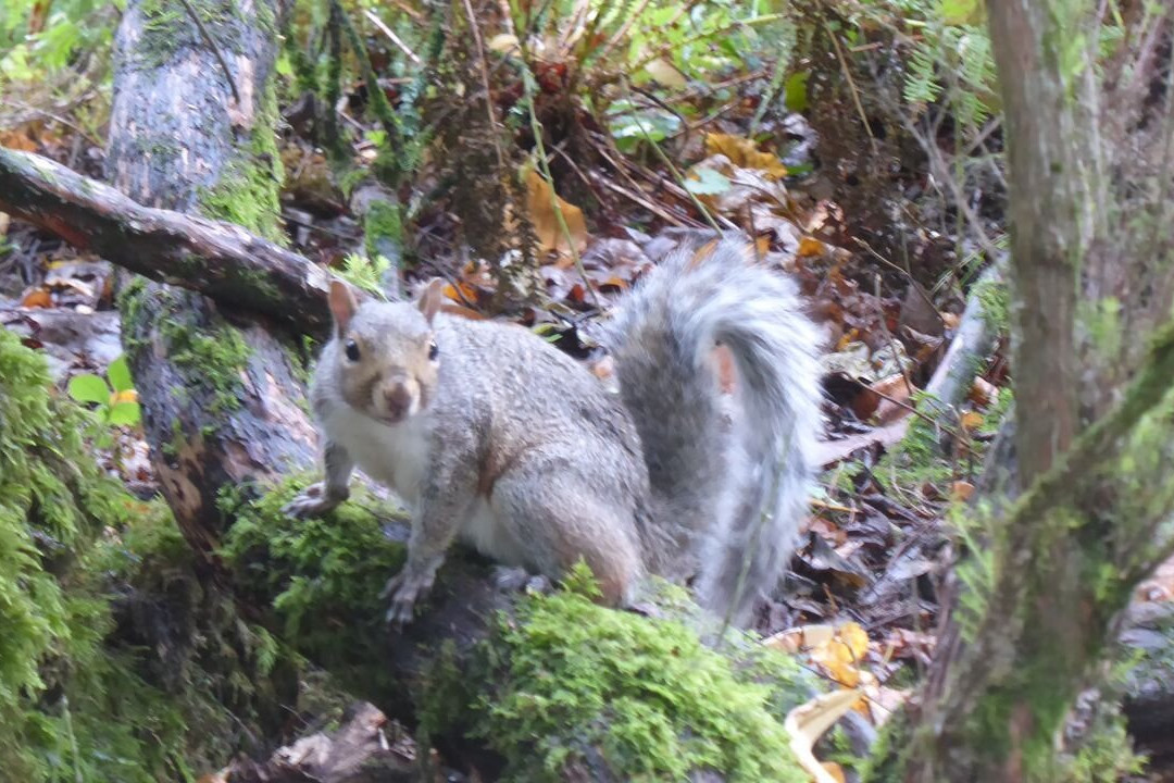 Botanical Gardens-斯温西必去景点