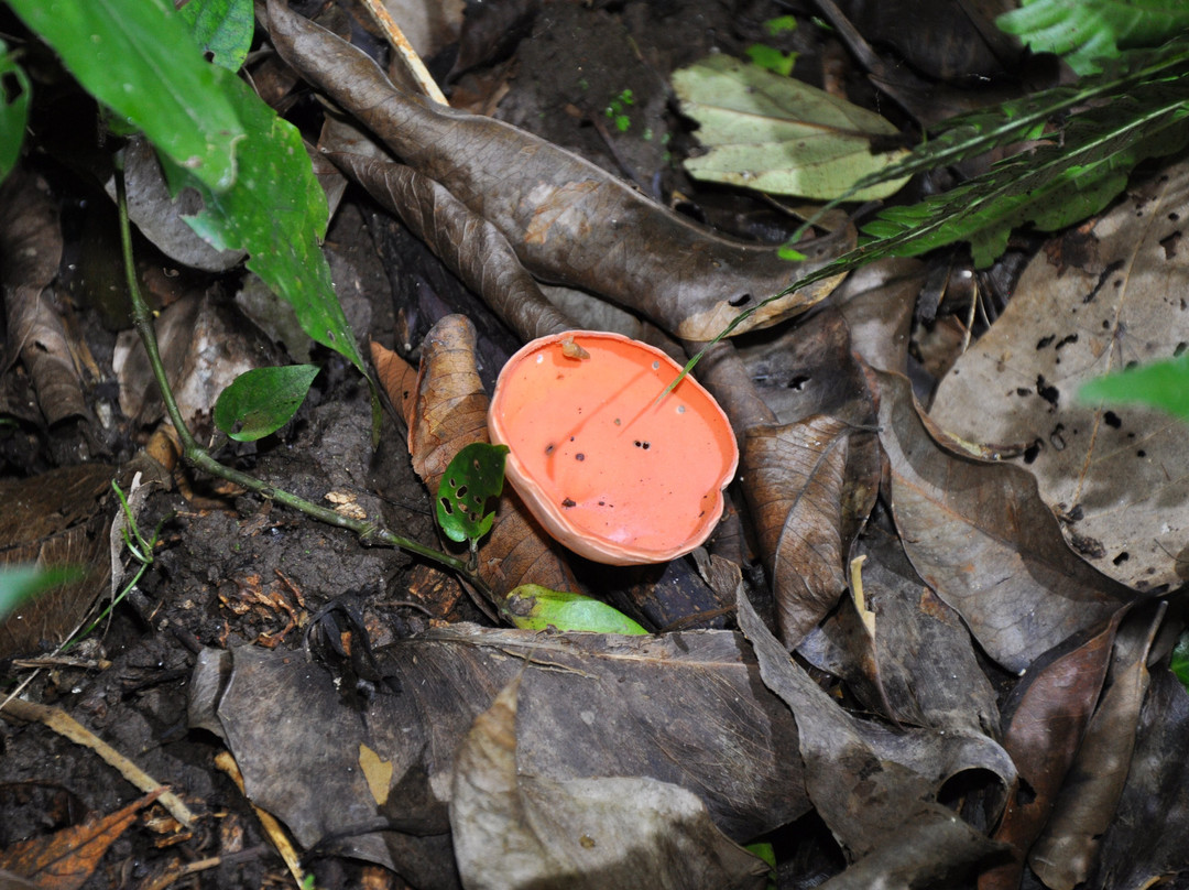 Tarantulas Way-卡维塔必去景点