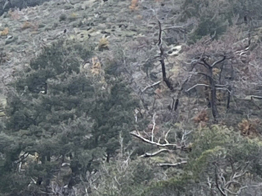 Dadia-Lefkimi-Soufli Forest National Park-Dadia必去景点