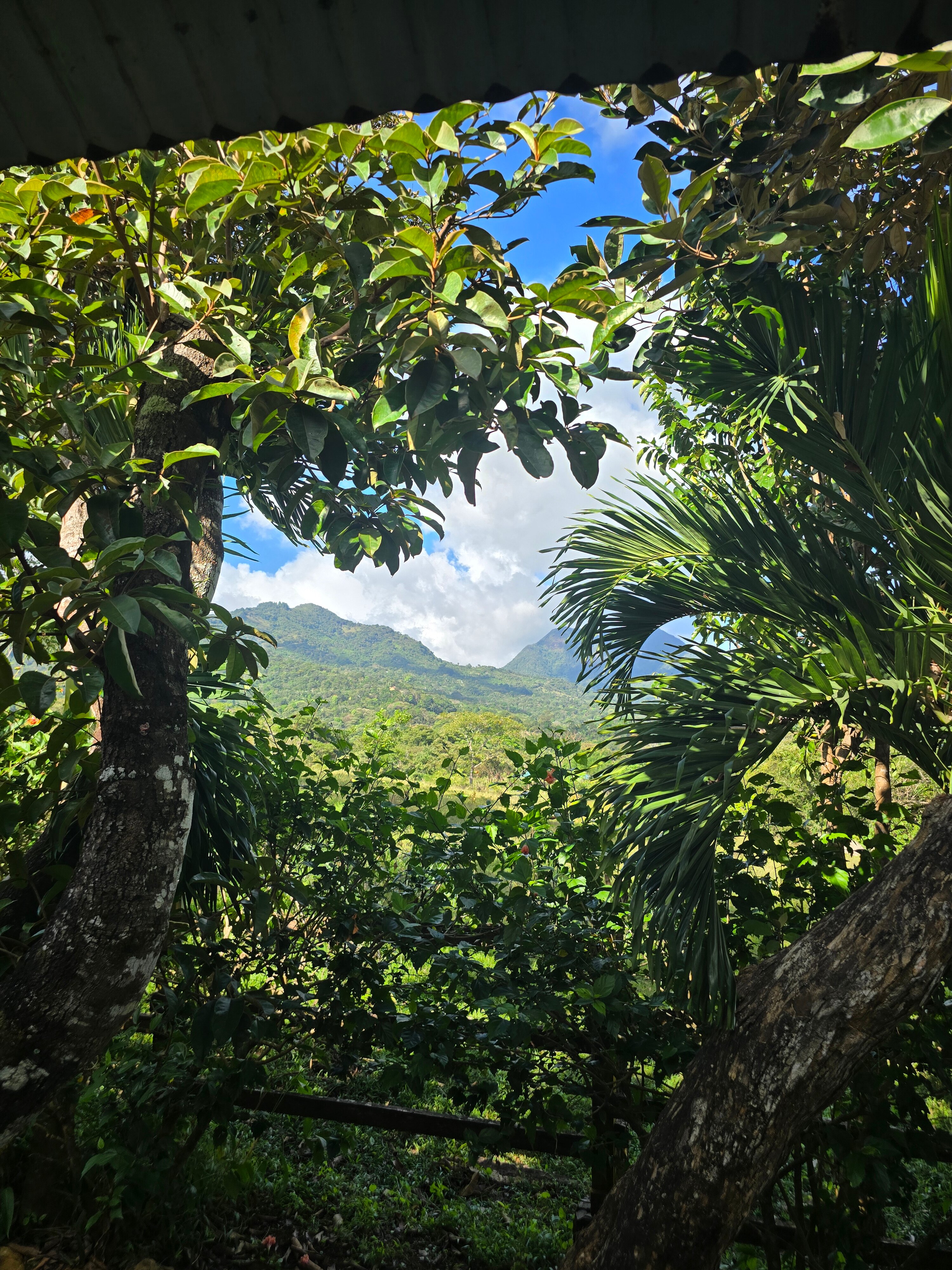 Coffee Mountain Inn-官方