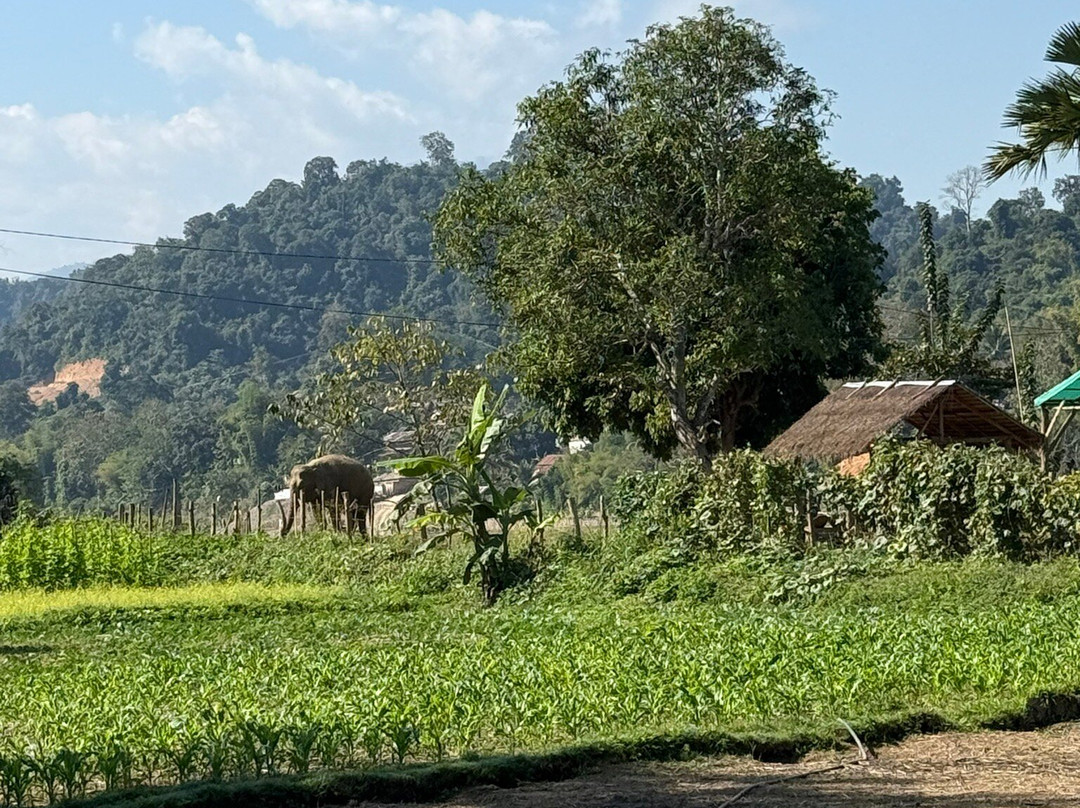 MandaLao Elephant Conservation-琅勃拉邦必去景点