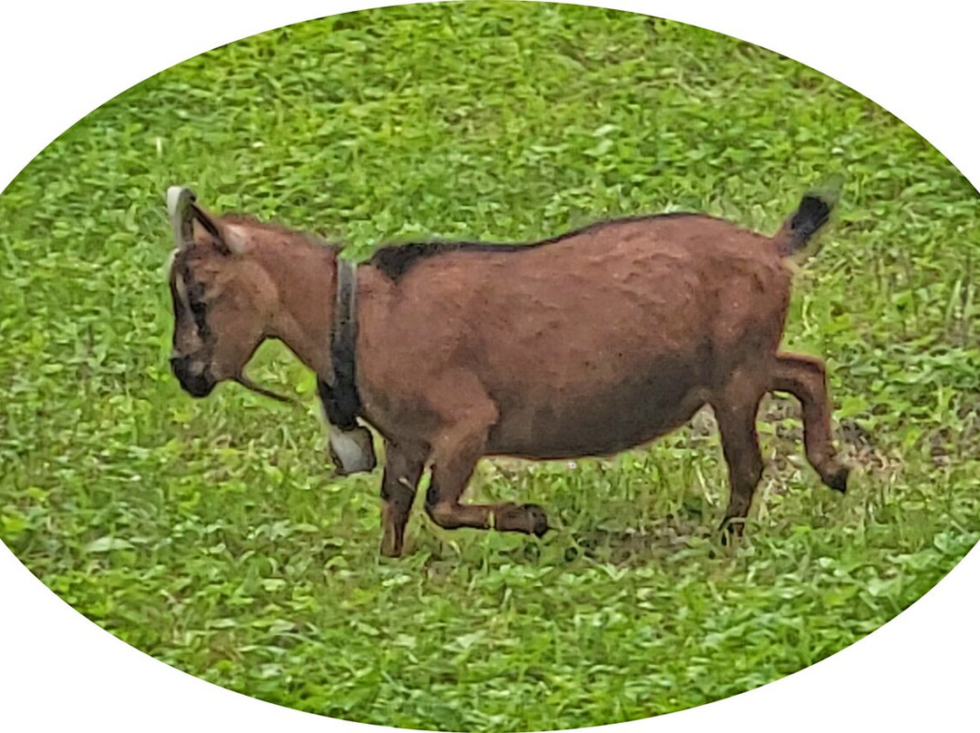 Heidiland-巴德拉加兹必去景点