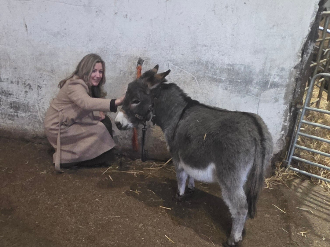 Kinedale Donkeys-Ballynahinch必去景点