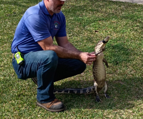 Insta-Gator Ranch & Hatchery-卡温顿必去景点