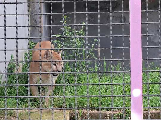 Zoológico de Varginha-Varginha必去景点