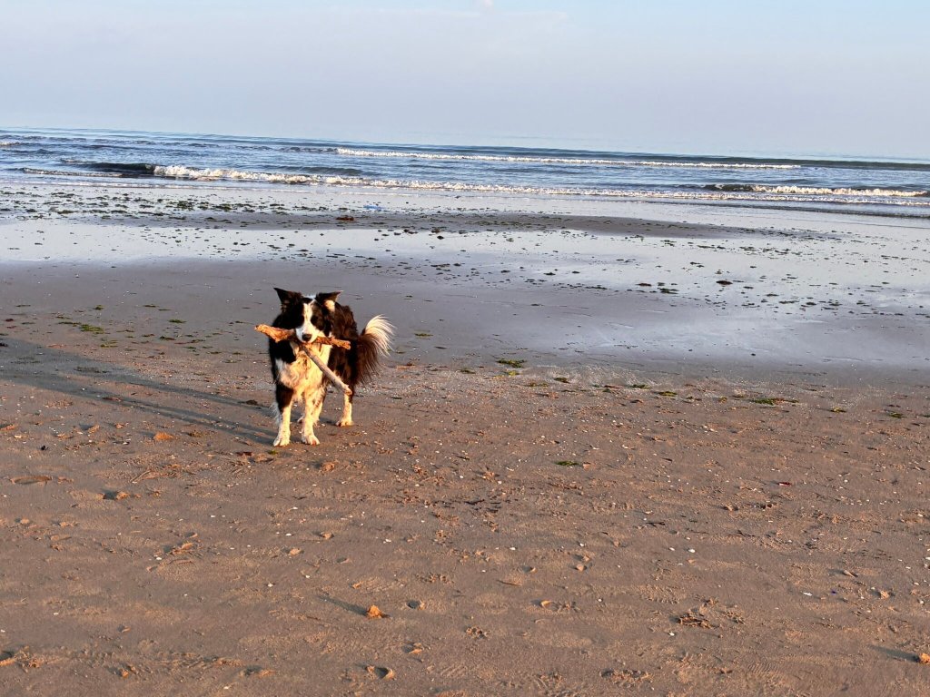 Hotel Mediterraneo-官方