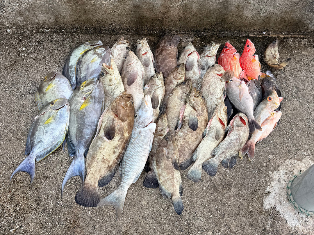 Rairoa Fishing And Tours-伦吉拉必去景点