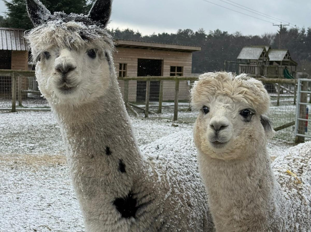 Matlock Farm Park-马特洛克必去景点