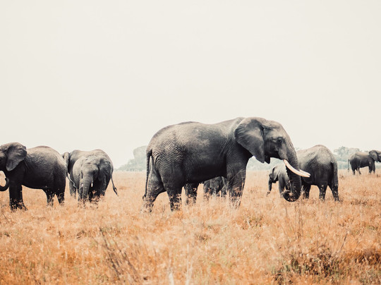 Kenya Expresso Tours and Safaris-内罗毕必去景点