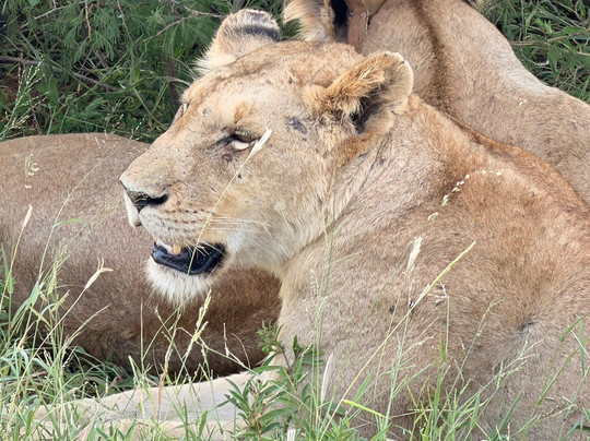 Royal Safaris-库马堤港必去景点
