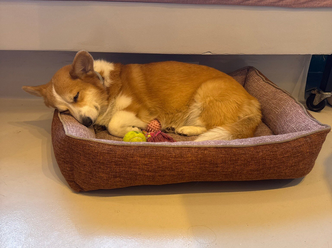 Corgi Cafe