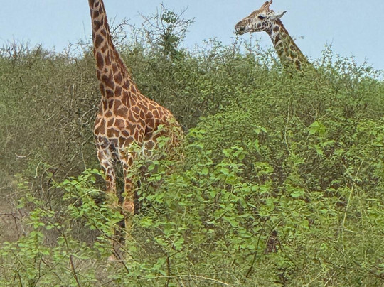 NelloSafari-瓦塔木必去景点