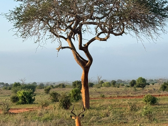 Jambo Life Safari-瓦塔木必去景点
