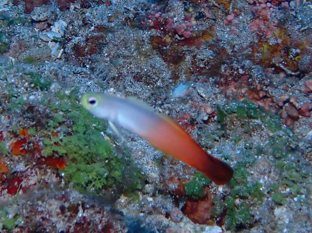 Maui Diamond Sea Sports-玛阿拉也亚必去景点