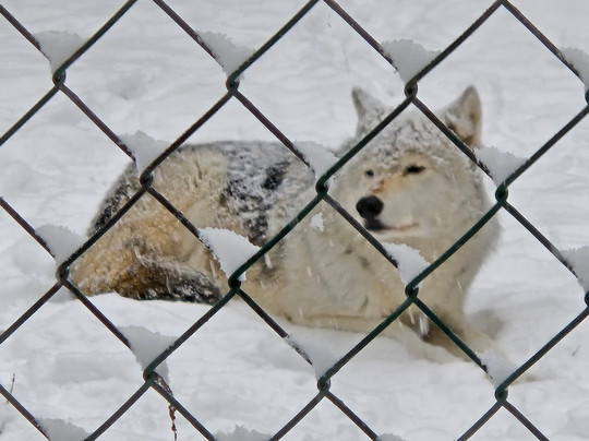 Lakota Wolf Preserve-Columbia必去景点