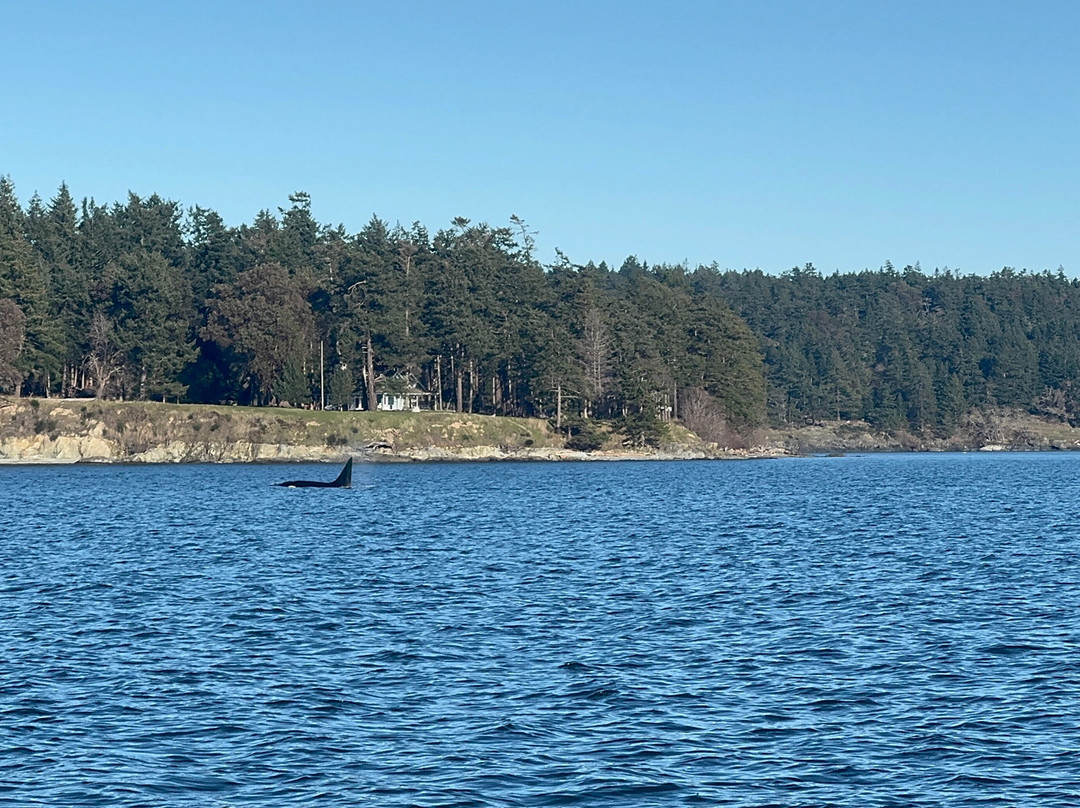 Maya's Legacy Whale Watching-星期五港湾必去景点