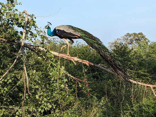 Udawalawe Lahiru Safari Guide Tours-乌达瓦拉维国家公园必去景点