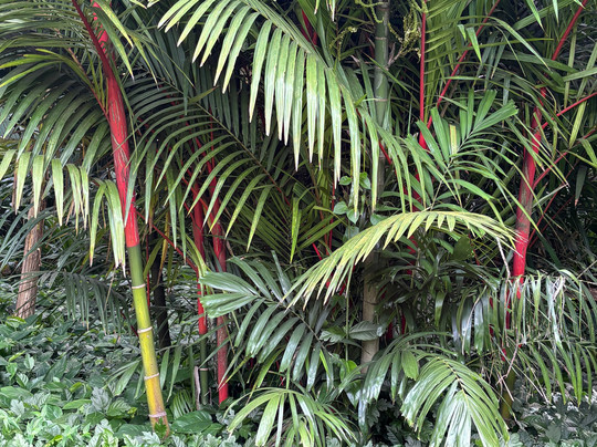 国家热带植物园-坡伊普必去景点