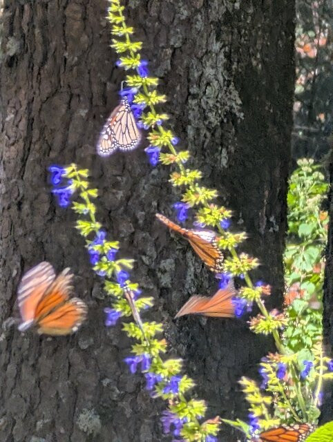 Tekpan Tours-墨西哥城必去景点