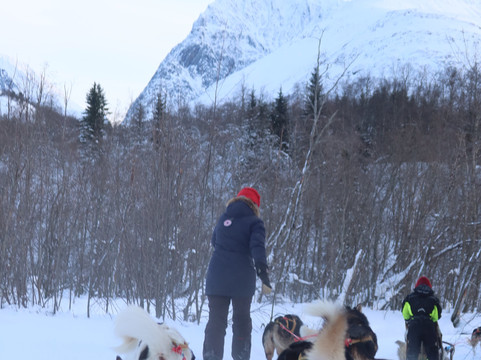Northern Light Dog Adventure-Nordkjosbotn必去景点