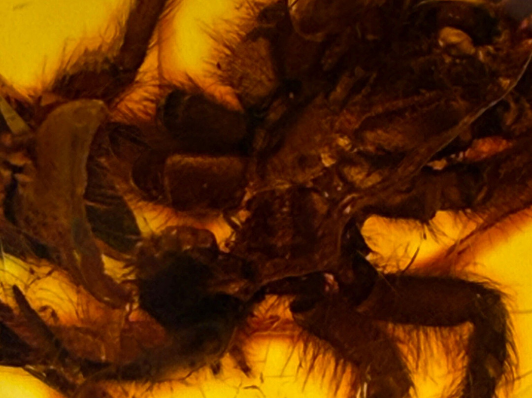 Museum of Amber - Museum of Gdansk-格但斯克必去景点