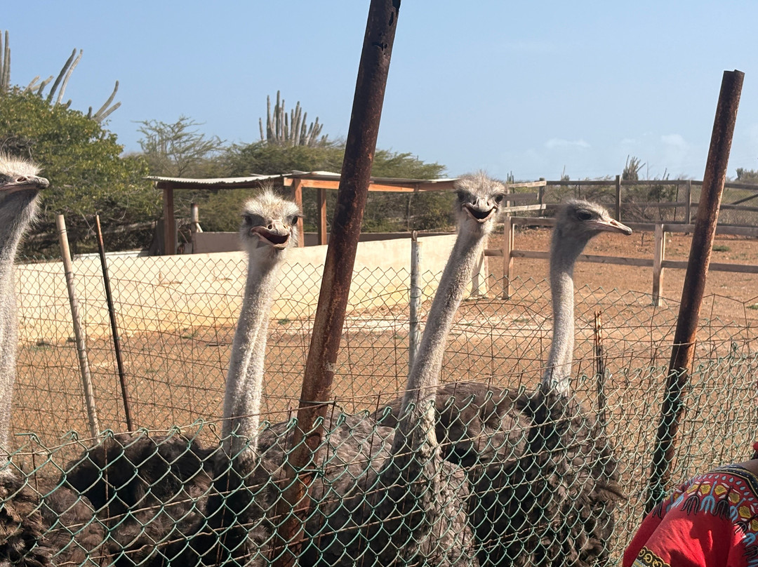 Curacao Ostrich Farm-库拉索必去景点