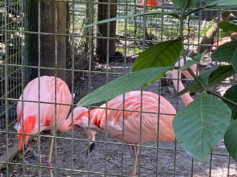ZWF野生动物园-迈阿密必去景点