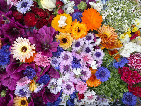 アグリスケープ