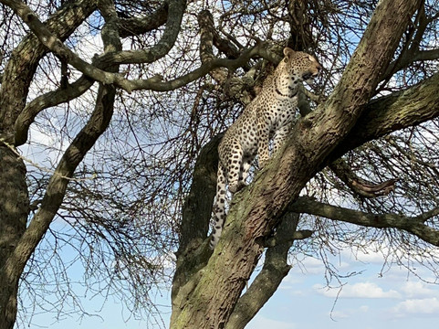 Safari Avventura-阿鲁沙必去景点
