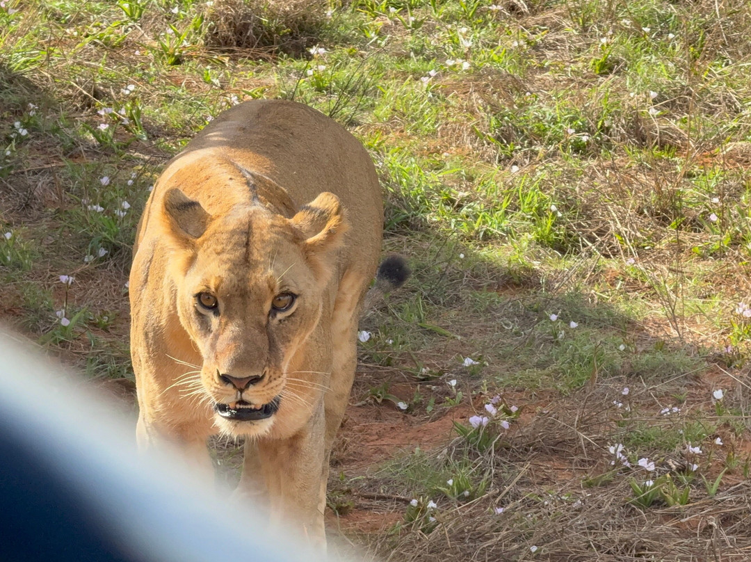 Tana Birding and Wildlife Safaris-蒙巴萨必去景点