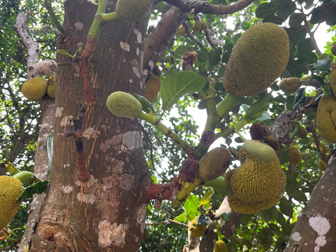 思蒂辣椒园-白马必去景点