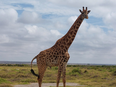 Amboseli National Park-Amboseli Eco-system必去景点