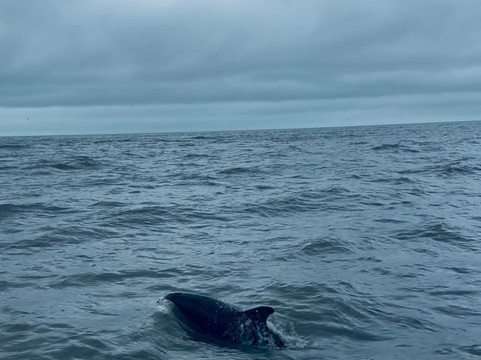 Dolphin Spotting Boat Trips (by New Quay Boat Trips)-纽基必去景点