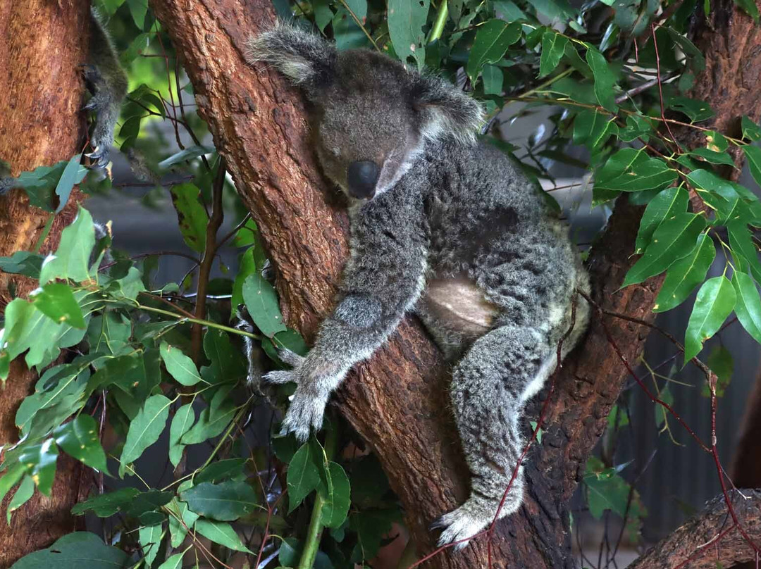 Billabong Zoo Koala & Wildlife Park-麦克夸利港必去景点