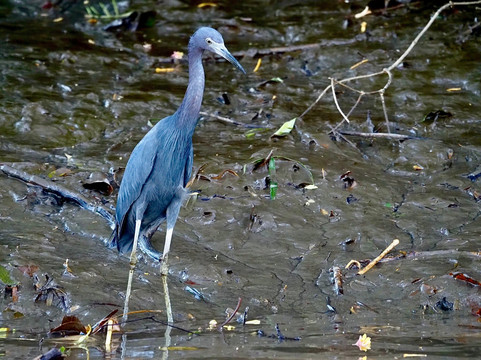 Palo Verde Boat Tours-Ortega必去景点
