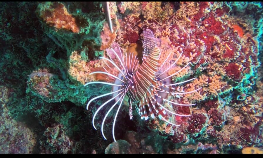 Divine Divers-Gili Meno必去景点