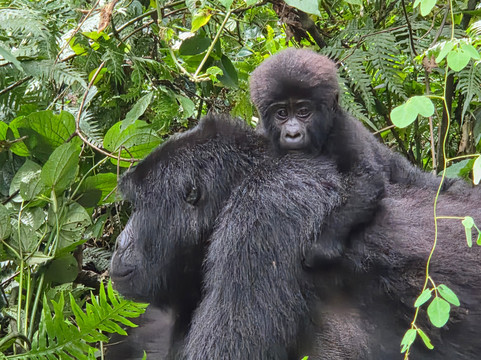 Empirical Tour and Travel Ltd-吉塞尼必去景点