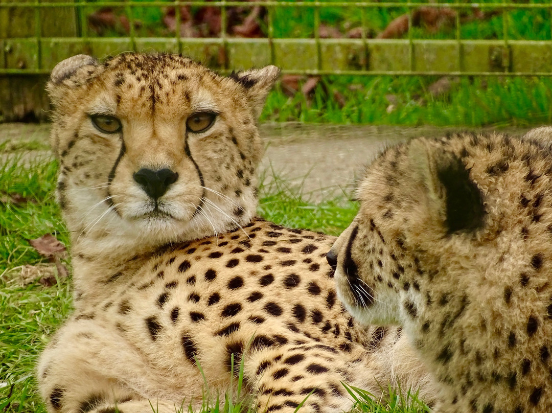 The Big Cat Sanctuary-Smarden必去景点