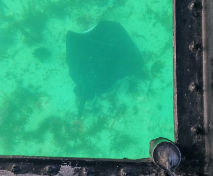 Bicheno's Glass Bottom Boat-比奇诺必去景点