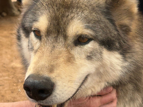 Sedona Wolf Sanctuary-Rimrock必去景点