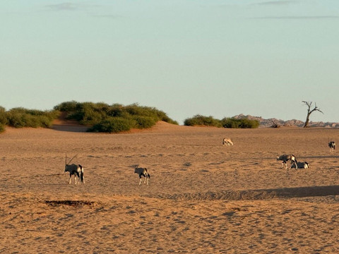 Dead Valley Lodge主图