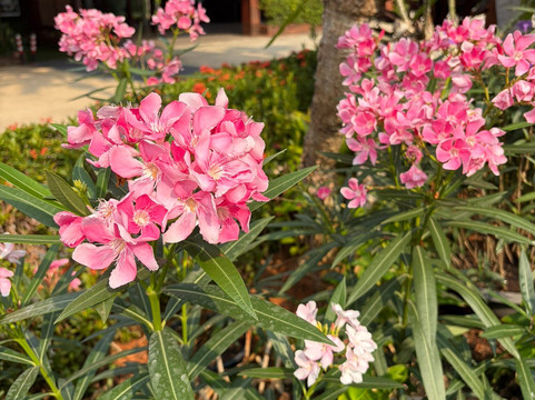 桐艾府班普度假村主图