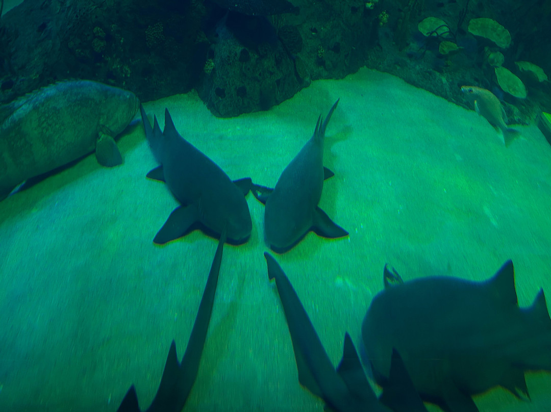 Gran Acuario Mazatlán Mar de Cortés-马萨特兰必去景点