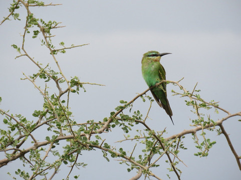 Earthlife Expeditions-阿鲁沙必去景点