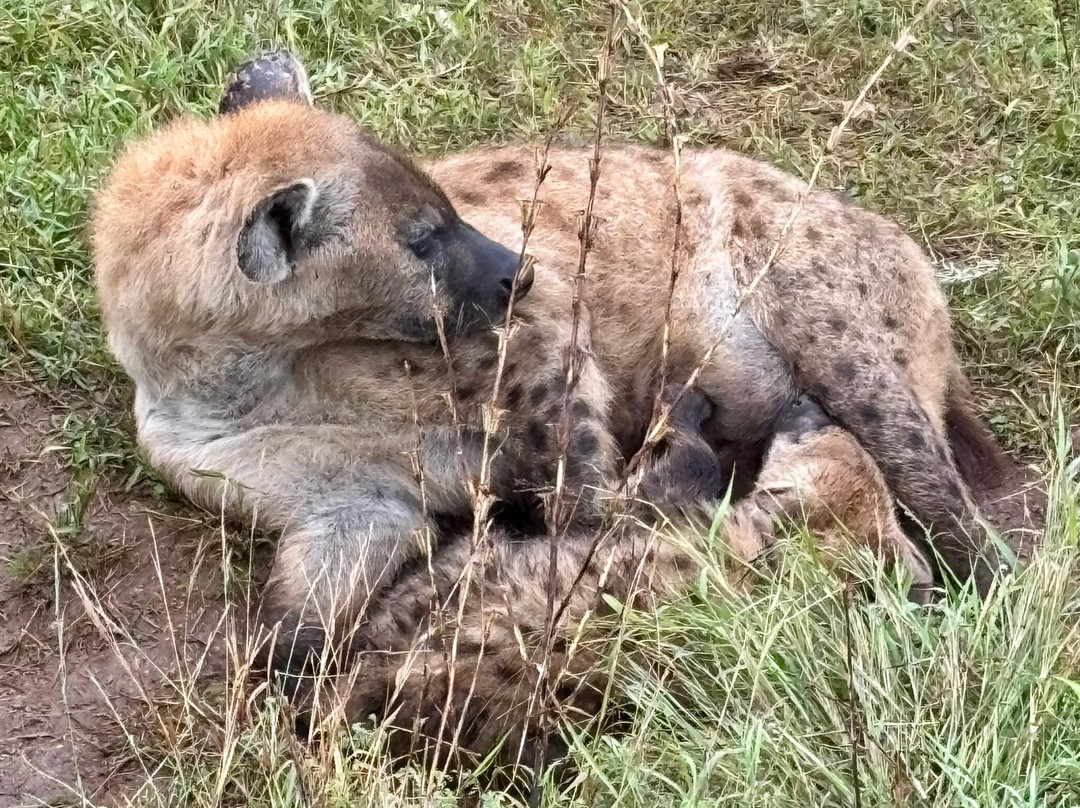 Wild And Free Safaris-霍德斯普鲁特必去景点