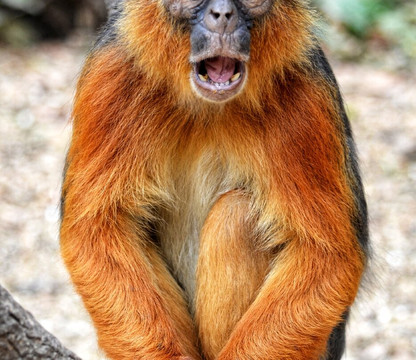 Monkey Park Senegambia-塞瑞库达必去景点