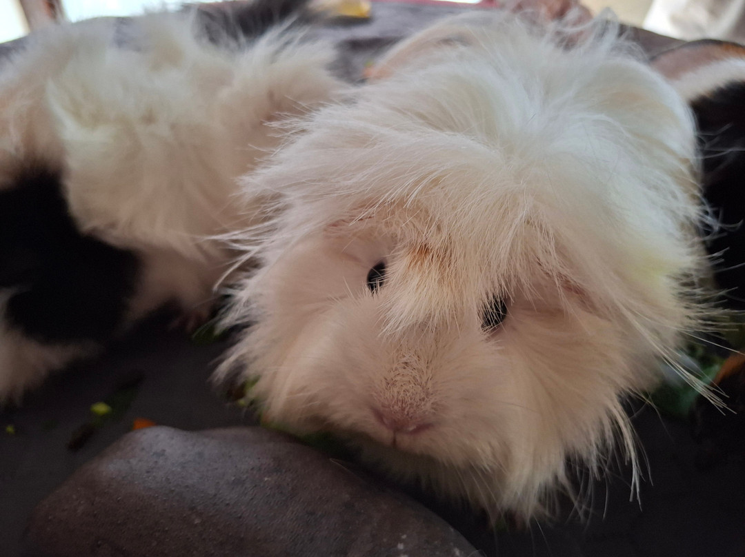 Cavies & Cake-Fakenham必去景点