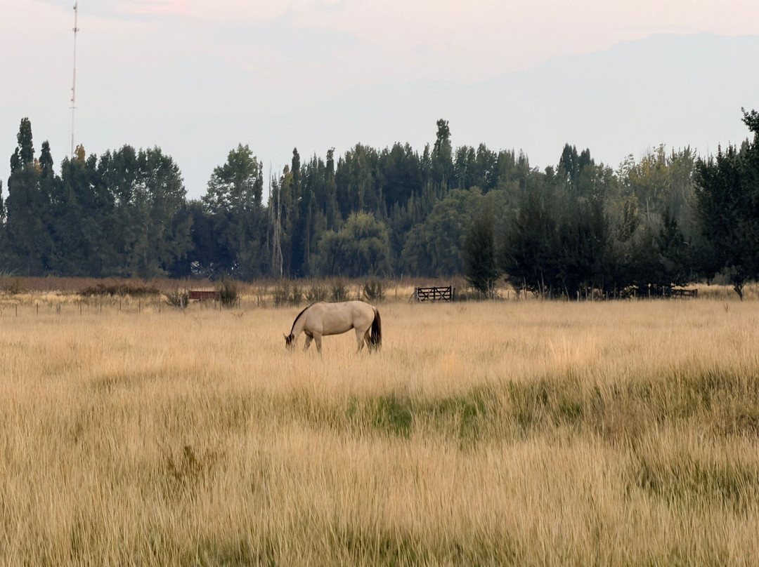 Vivacs Del Plata-Tupungato必去景点