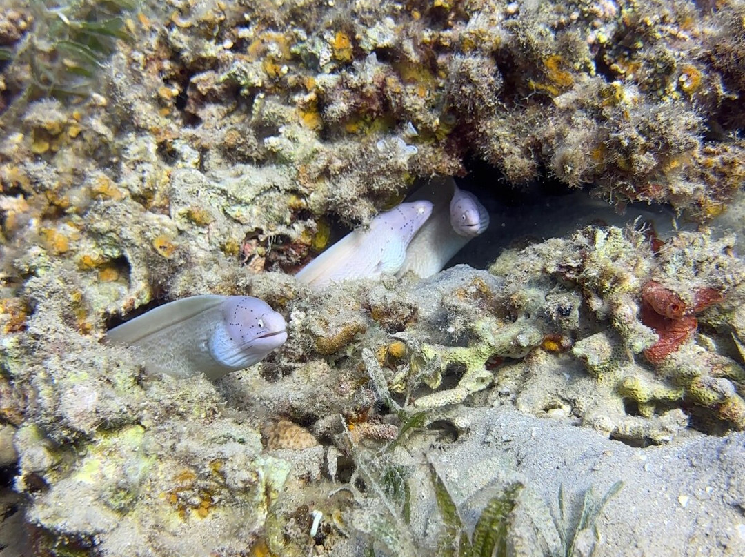 Volkert Dive Center-Safaga必去景点